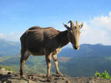 eravikulam national park booking