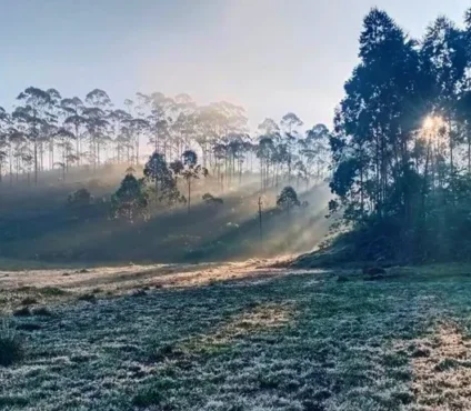 Munnar tour packages 2025