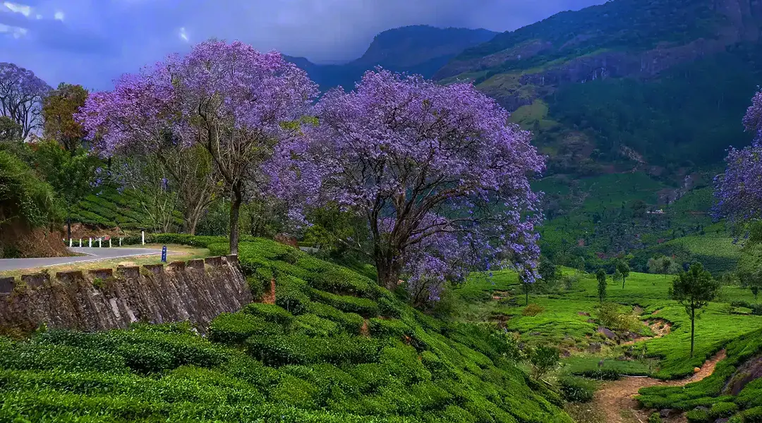 munnar tour package