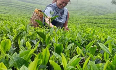 munnar holiday packages