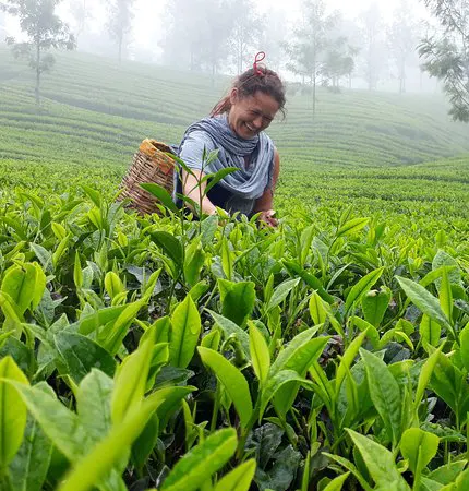 munnar holiday packages