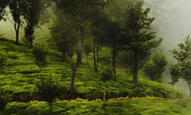 kerala premium 8 days tour packages