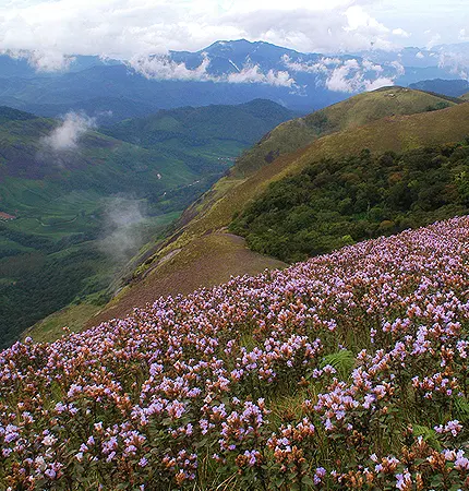 munnar trip package