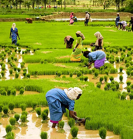 wayanad tour packages